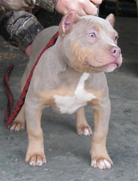 Champagne tri color pitbull puppies for sale | pitbull puppies. Purple tri. Love this color Wish they hadn't cropped the ears!! | Pitbulls, Cute dogs, Dogs, puppies