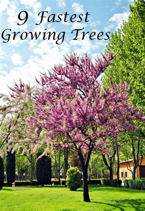 Each category is sure to have the perfect choice for your situation. 40 Beautiful Flowering Trees Ideas for Yard Landscaping ...