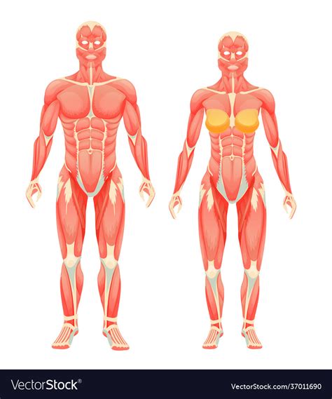 Anatomical Structure Female And Male Human Vector Image