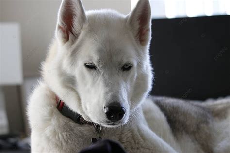 Sibirsky Husky صورة هادئة لكلب رمادي بالغ يستريح على سريره صورة الخلفية