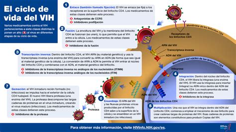 El Ciclo De Vida Del Vih Nih