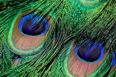 Peacock Feather Iridescent Green · Free Photo On Pixabay