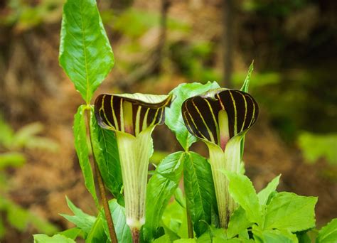 Jack In The Pulpit Plant Care And Growing Guide