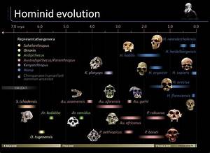 Hominid Evolution Phylogeny By Skull Development Need I Say More
