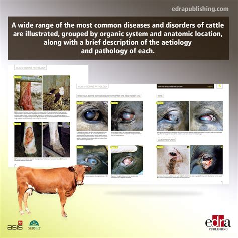 Atlas Of Bovine Pathology Veterinary Book