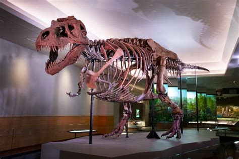 Sue The T Rex Is Back On Display At The Field Museum