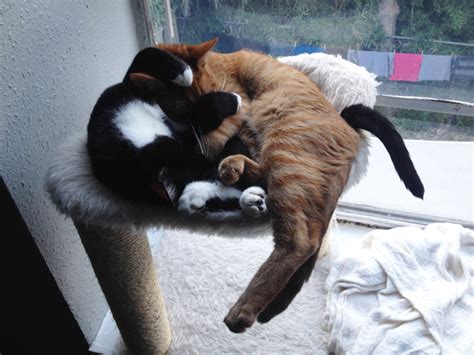 Adopted Cat Brothers Continue Sleeping Together Even After They Outgrow