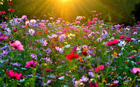 Earth Cosmos Pink Flower Field Nature Colors Colorful Wallpaper