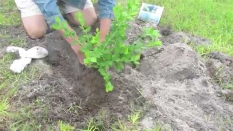 Planting Blueberry Bushes In Sandy Soil Youtube