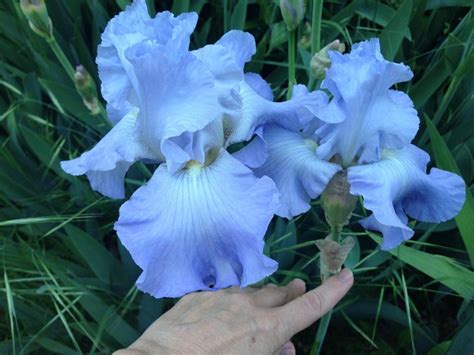 Photo Of The Bloom Of Tall Bearded Iris Iris Blue Sapphire Posted