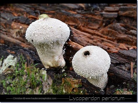 Retrouvez marmiton où que vous soyez en téléchargeant l'application. Vesse de loup perlée - Lycoperdon perlatum ou Lycoperdon ...