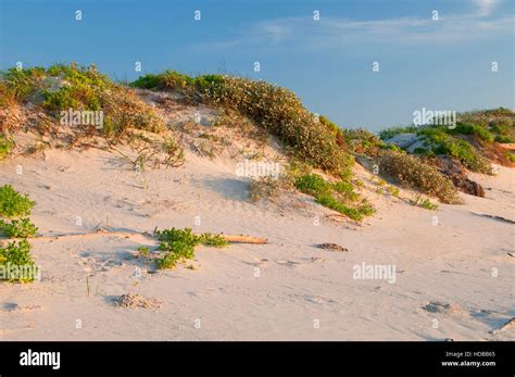 Malaquite Beach Dune Padre Island National Seashore Texas Stock Photo