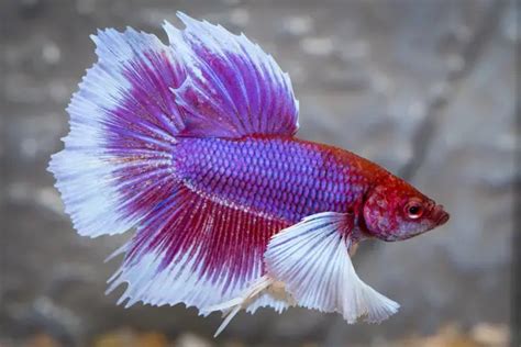 Types Of Betta Fish By Tail Pattern And Color