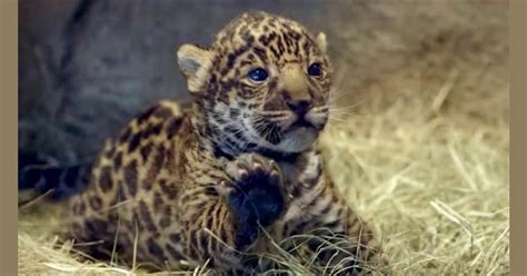 Watch Newborn Jaguar Cub Debut At San Diego Zoo