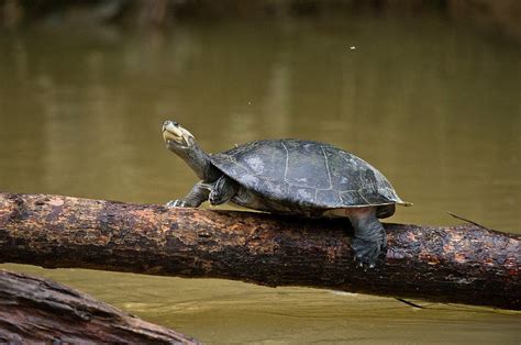 Yellow Spotted River Turtle Podocnemis Photograph By Pete Oxford Pixels