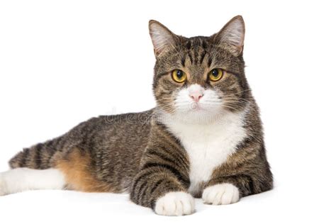 Portrait Of A Grey Striped Cat Stock Image Image Of White Staring