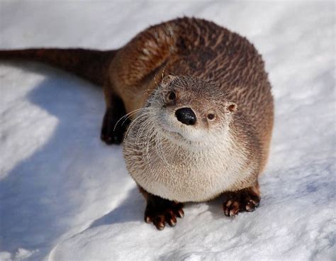 Pictures of cute kids are allowed, but anyone who posts nsfw images of underage individuals will be banned and reported to the admins. Cute Otter Watching The Camera - Otter Facts and Information