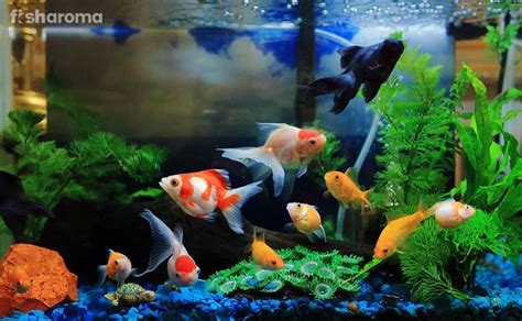20 Popular Types Of Goldfish For Your Aquarium Care Guide Included