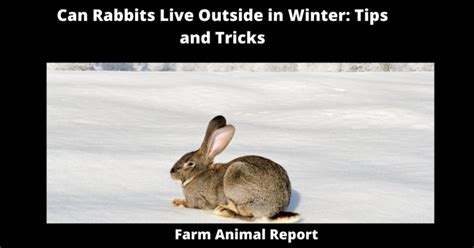 Can Rabbits Live Outside In Winter Chill