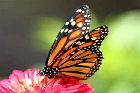 7 Wonders Of The World Butterfly Hd Photos And Wallpapers