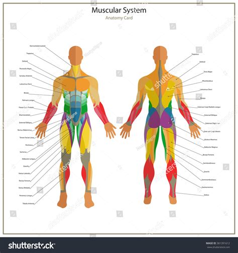 In the womb, developing humans grow extra muscles in their hands and feet that later disappear without a trace the mysterious muscles can be found in limbed animals with more dexterous digits than ours, explained study. Illustration Human Muscles Exercise Anatomy Guide Stock ...