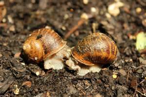 Snails Having Sex Snails Are Hermaphrodites Meaning They Have Both