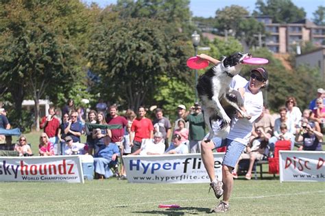 Disc Catching Dogs Vie In Skyhoundz Championships Chattanooga Times