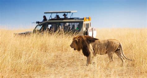 When Should You Go For A Kenya Safari Packages From Nairobi By