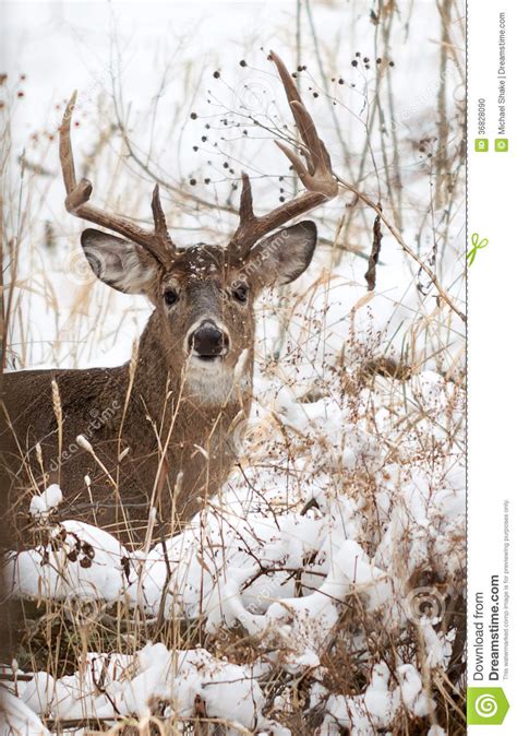 White Tailed Deer Buck Stock Photo Image Of Nature Snowy