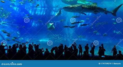 Okinawa Japan May 19 Sea Life Park With Biggest Aquarium Window Of