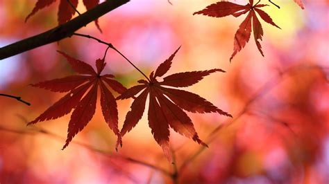 Leaves Nature Fall Blurred Wallpapers Hd Desktop And Mobile