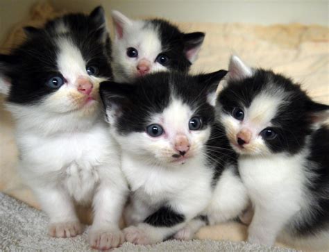 Black And White Kittens Cute Kittens Photo 41499253 Fanpop