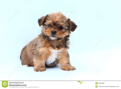 Fluffy Brown And White Puppy On White Background Stock