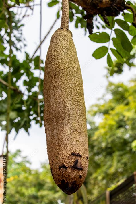 The Closeup Image Of The Fruit Of Sausage Tree Kigelia Africana
