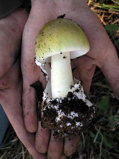Most Dangerous Mushroom Death Cap Is Spreading But Poisoning Can Be Treated