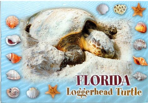 Loggerhead Turtle ~ Florida Remembering Letters And