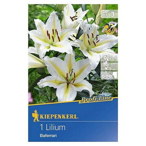 Kiepenkerl Profi Line Sommerblumenzwiebeln Oriental Lilie Lilium 1