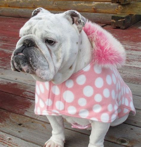 English Bulldog Reversible Coat Polar Pink With Faux Fur Collar