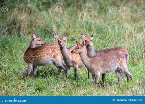 Four Female Sika Deer In A Forest In Denmark Europe Stock Image