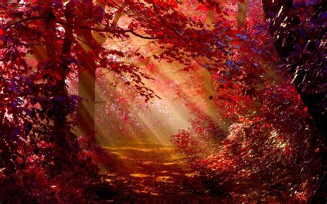 2880x1800 Sunlight In Autumn Forest Macbook Pro Retina Hd 4k Wallpapers