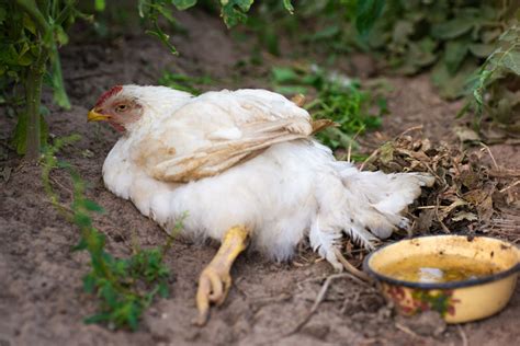 Mareks Disease In Chickens Symptoms Prevention And Treatment Know