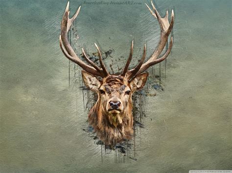 Cool Deer Wallpapers Top Free Cool Deer Backgrounds Wallpaperaccess