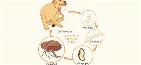 How Long Can Fleas Live Without A Host 7 Things To Know