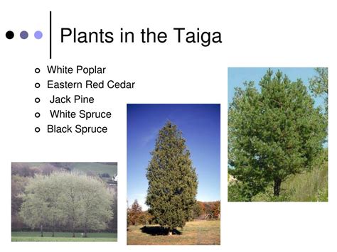 Ppt Taiga Biome Powerpoint Presentation Free Download Id776464