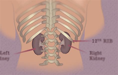 Kidney Basics Overview Gaytri Manek Formerly Gandotra Md