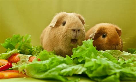 There is very much you can feed your guinea pigs. What Vegetables Can Guinea Pigs Eat?