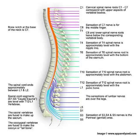 The Spinal Cord And Its Importance Owlcation