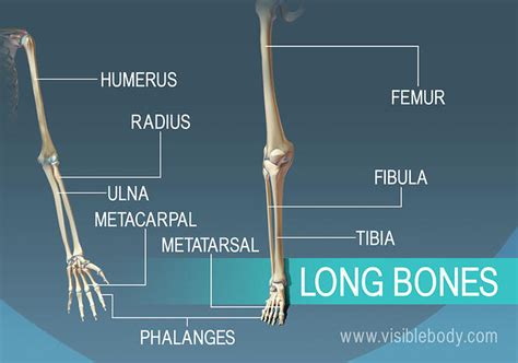 It grows with the bone. Types of Bones | Learn Skeleton Anatomy