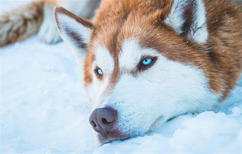 Wallpaper Dog Blue Eyes Snow Animal Husky Fur Siberian Husky