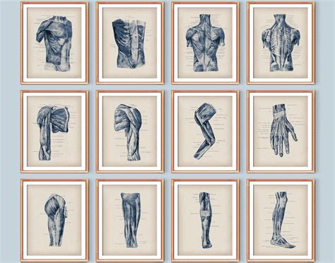 Set 12 Of Human Muscular System Art Vintage Anatomy Posters Muscles